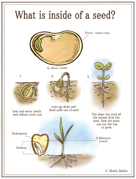 Inside A Seed